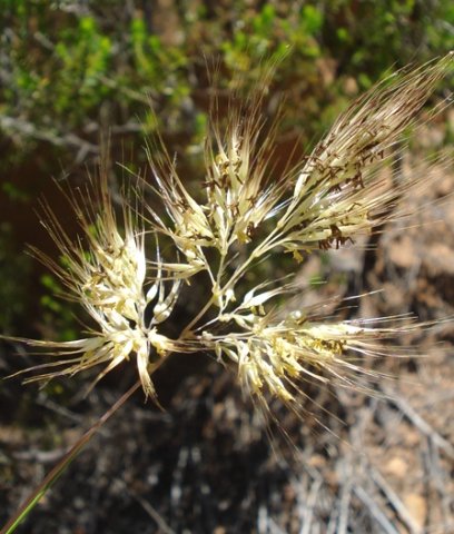 Pentameris tortuosa